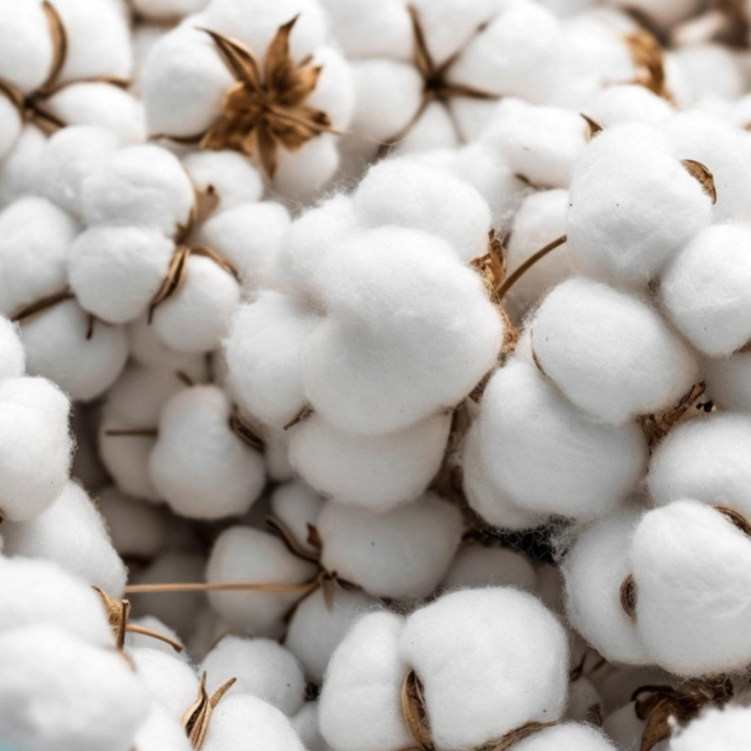 Close-up of white cotton bolls with brown stems.